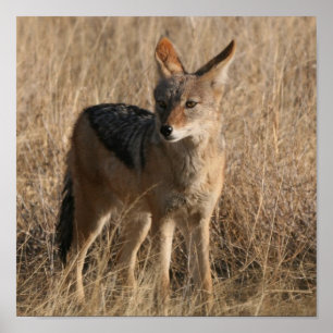 Poster Copie d'affiche de coyotes de bébé