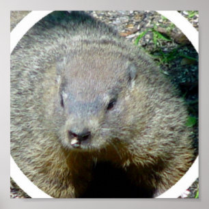 Poster Copie d'affiche de Groundhog