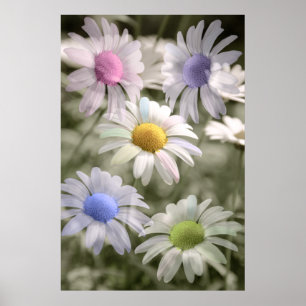 Poster Copie d'affiche de marguerites d'arc-en-ciel