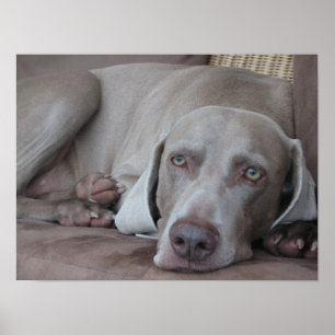 Poster copie d'affiche de photo de chien de weimaraner