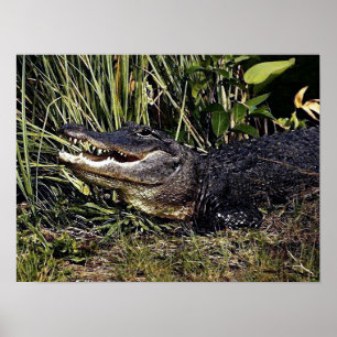 Poster Copie d'affiche de portrait d'alligator
