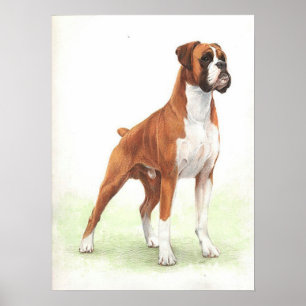 Poster Copie d'affiche de portrait de chien de boxeur