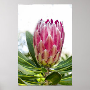 Poster Copie d'affiche de rose du Roi Protea