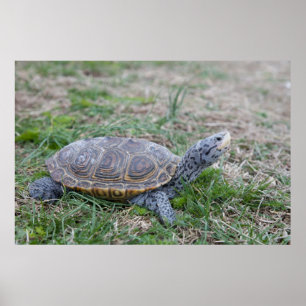Poster copie d'affiche de tortue de terrapin de dos en