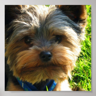 Poster Copie d'affiche de Yorkshire Terrier