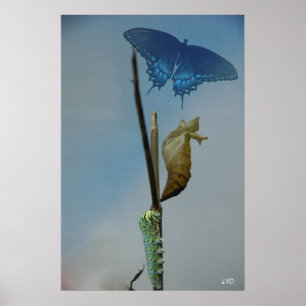 Poster Copie d'affiche d'étapes