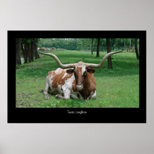 Poster Copie d'affiche du Texas Longhorn