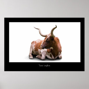 Poster Copie d'affiche du Texas Longhorn