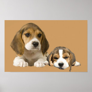 Poster Copie d'amis de beagle
