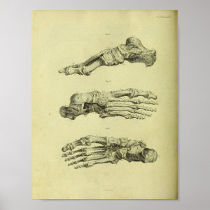Poster Copie d'anatomie de 1824 os de pied humain