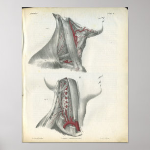 Poster Copie d'anatomie de cou d'artères vertébrales