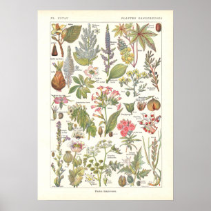 Poster Copie dangereuse mortelle de plantes en français