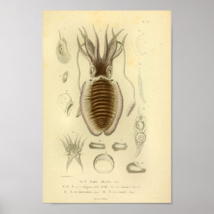 Poster Copie d'art de couleur de seiches du cru 1845