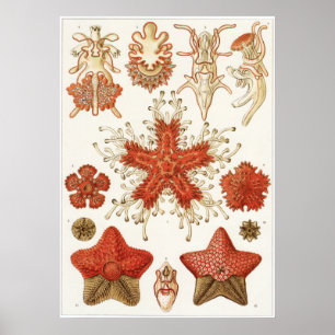 Poster Copie d'art d'Ernst Haeckel : Asteridea