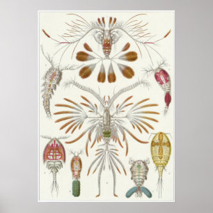 Poster Copie d'art d'Ernst Haeckel : Copepoda