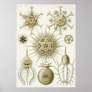 Poster Copie d'art d'Ernst Haeckel : Phaeodaria
