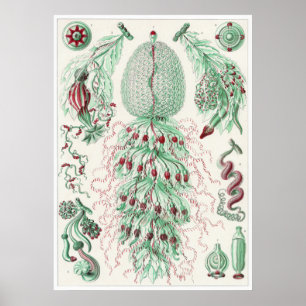 Poster Copie d'art d'Ernst Haeckel : Siphonophorae