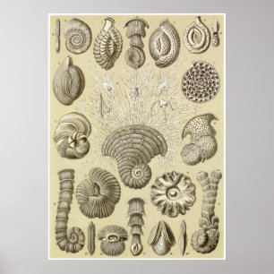 Poster Copie d'art d'Ernst Haeckel : Thalamophora