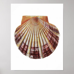 Poster Copie d'art d'histoire naturelle de Shell no.2 de