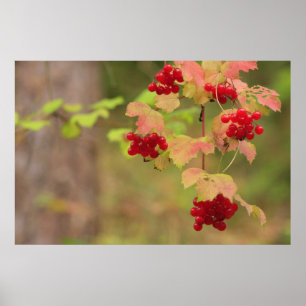 Poster Copie de baies d'automne