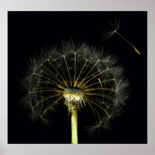 Poster Copie de beaux-arts de souffle de Dandilion