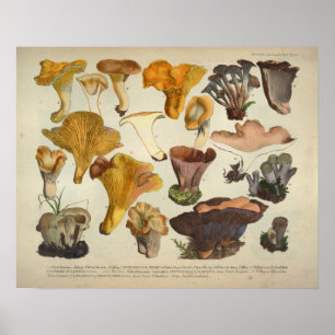 Poster Copie de brun jaune de variété de champignon du