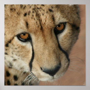 Poster Copie de chat de guépard