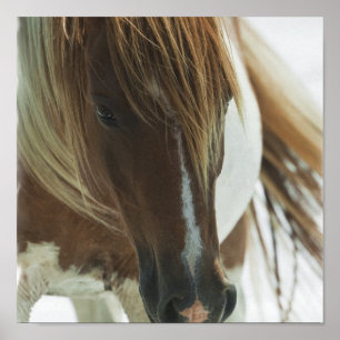Poster Copie de cheval de mustang