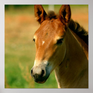 Poster Copie de cheval de pouliche