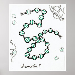 Poster Copie de chromatine