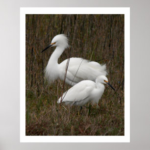 Poster Copie de deux de héron d'oiseaux animaux de faune