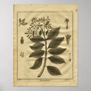 Poster Copie de fines herbes de Culpeper d'arbre d'écorce