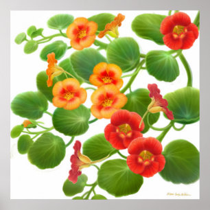Poster Copie de fleurs de nasturce de jardin