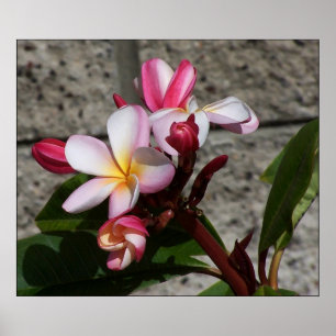 Poster Copie de fleurs de Plumeria