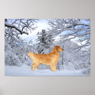 Poster Copie de garçon de Danny de golden retriever