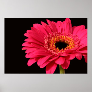 Poster Copie de Gerbera