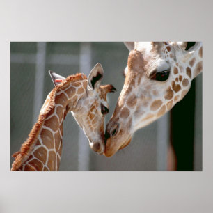 Poster Copie de girafe et de bébé
