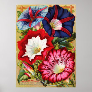 Poster Copie de gloires de matin