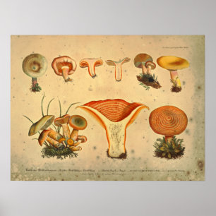 Poster Copie de jaune orange de variété de champignon du