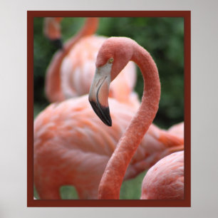 Poster Copie de la pose 20x24 de Flamant rose - d'autres