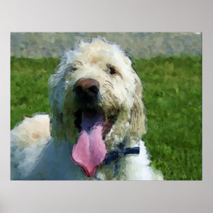Poster Copie de Labradoodle