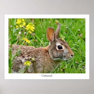 Poster Copie de lapin de lapin