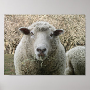 Poster Copie de moutons