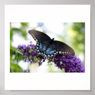 Poster Copie de papillon de jardin