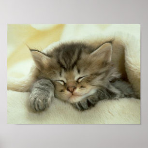 Poster Copie de petit somme de chat