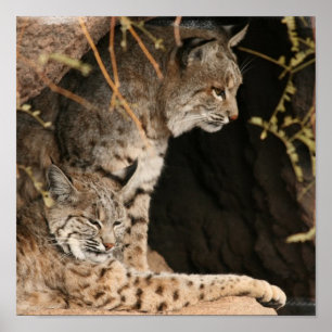Poster Copie de photo de chat sauvage