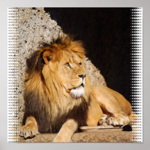 Poster Copie de photo de lion