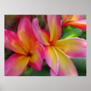 Poster Copie de Plumeria