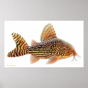 Poster Copie de poisson-chat de Corydoras Sterbai