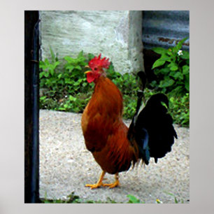 Poster Copie de poulet de coq d'aquarelle